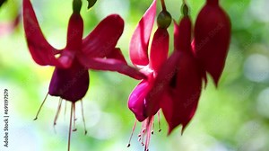 Bright red flowers close up The famous gardens of Butchert on Victoria Island. Canada. The Butchart Gardens Stock Video