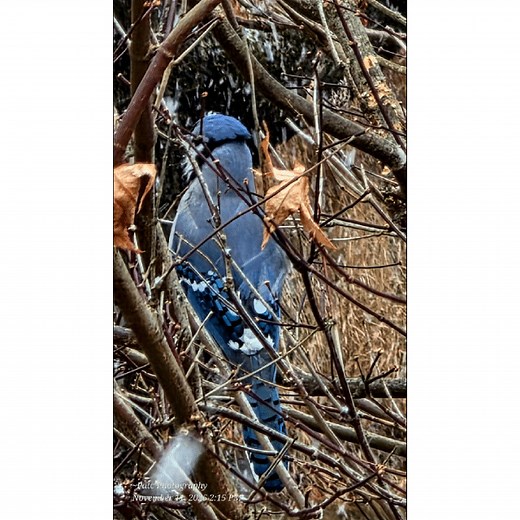 ✨ The Blue Jay challenges self-pride, invites deeper vision, and supports speaking your truth — but doing so with integrity. ✨ | Patsy Dullea