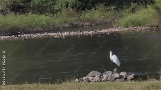 A timeless tableau of rural India: a snow-white egret, a patient hunter, performs feather maintenance by the river's edge, great egret hunt for fish by standing immobile or wading through wetlands.