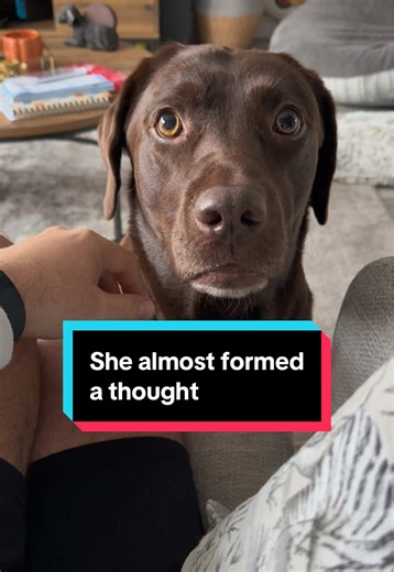 Nevermind its gone now. She has more legs than braincells (and she has 3 legs) Dog almost forming a thought, but not quite. Why do dogs do this its so funny, she looks so deep in her thoughts 😭 #labrador #funnydog #lab #thoughts #chocolatelab dogs thinking
