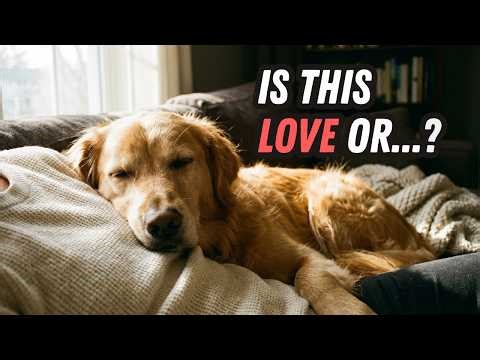 9 Dog “Love” Signs That Are Actually Something Else