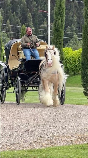 Carriage Pulled by Horse With Fabulous Mane || ViralHog