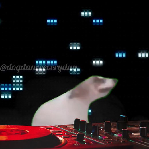 Dancing Dogs Compilation: Adorable Canine Moves