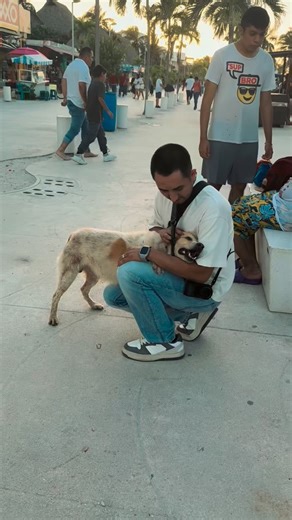 Este perrito me saludó muy bonito hoy en progreso 🥹❤️ volveré para darle una pastilla ❤️ | Danny The Groomer