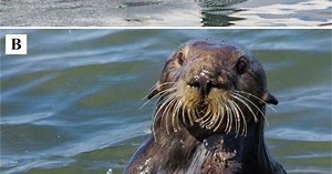 Otters use tools to eat, and it’s recording their history