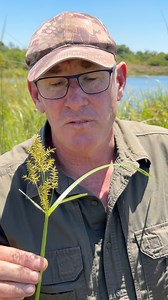 7.5K views · 243 reactions | Camouflage is the perfect adaptation for tiny Reed Frogs - isn't this the cutest little critter!  | Ivan Carter | Facebook