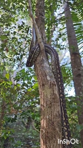 Python Climbing Tree #sunflower