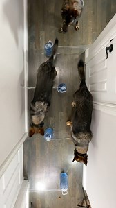 291K views · 9.8K reactions | German Shepherd Maze Race | Jade the Sable GSD | Facebook