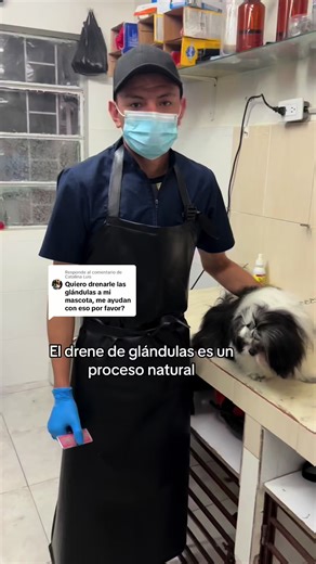 Proceso natural de drenaje de glándulas en perros