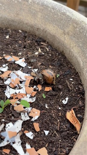 Do egg shells work against slugs and snails? #foryoupage #allotment #allotmentlife #gardeningforbeginners #slugandsnailprotection #snails #slugtrap #growyourownfood #gardeningtiktok | Emmasallotmentdiaries