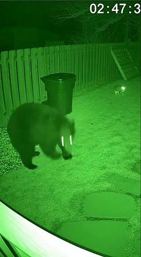 Fearless Cat Scares Off Bear Caught On Camera! #HeroCat #CrazyAnimals