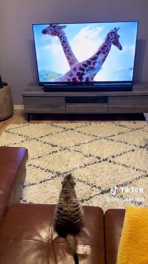 The timing at the end of the video is amazing🤣🤣🤣 動画の最後のタイミングがすごすぎる🤣🤣 #ミーアキャット #おすすめ #ペットのいる暮らし