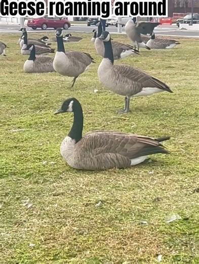 #geese #pigeons #birds #urbanbirds