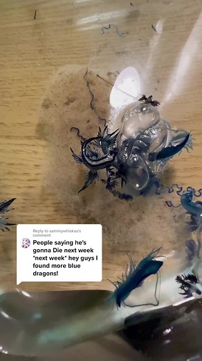Blue Dragons Eating in the Wild | Unique Wildlife Sight | Danger at the Beach