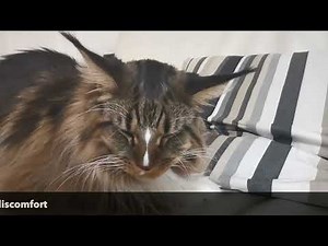 Vestibular Syndrome on a Maine Coon Cat