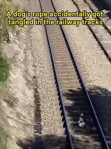 3.8K views · 54 reactions |  Dog stuck on train tracks, owner risks life to save! Loyalty and bravery shine in this moment! ❤️ #DogHero #HeartwarmingMoment #chinalife | Embassy of The People's Republic of China in the United States | Facebook
