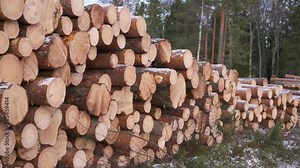 Slow pan on timber logging in forest. Freshly cut tree wooden logs piled up. Wood storage for industry. Modern forestry. Outside of Umea city, Vasterbotten, Northern Sweden
