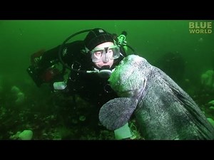 Diver meets huge Pacific Wolf Eel