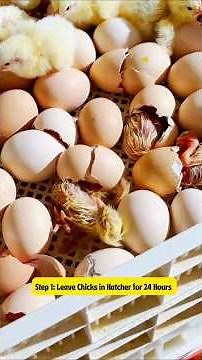 What to Feed Chicks After Hatching? Complete First 24 Hours Guide!