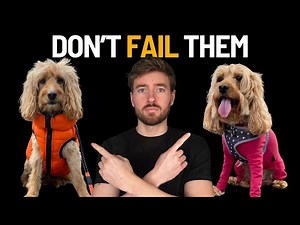 Why your Cockapoo's reactivity isn't your fault (but this is)