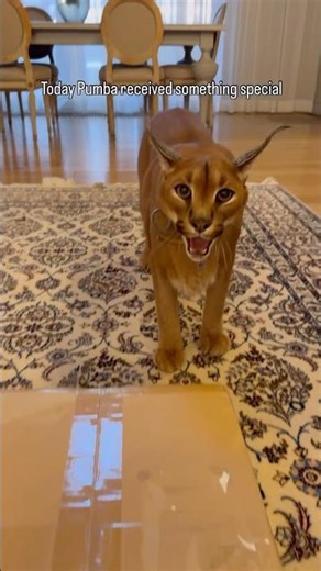 Pumba received a grooming kit