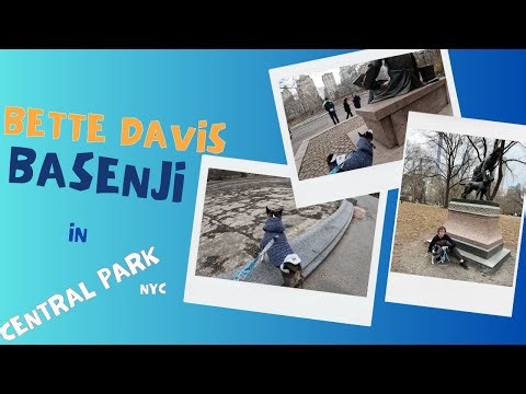 Bette Davis the Basenji Visits Central Park NYC | First Time Dog Adventure | Tae’s Travels