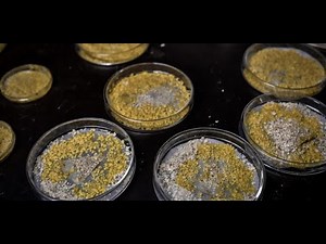 Grâce au CNRS, il est possible d'étudier le fonctionnement du blob... à la maison