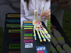Maqueta de la composición de los huesos del pie