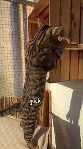 Murka's Treat Adventure: An Interactive Feeding Game