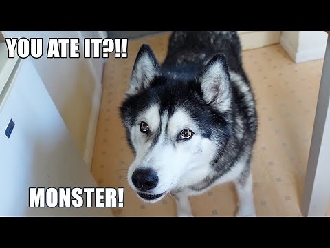 Pretending To EAT My Husky’s Waffle Was A Mistake!