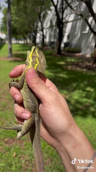 Arlene’s Exotics on TikTok