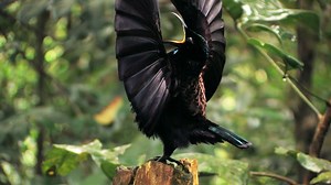 132K views · 1.7K shares | Throughout the bird world, females have high standards and often need more than just fancy feathers to win their favor. What is left for a guy to do... but dance! #YearOfTheBird | National Geographic Animals | Facebook