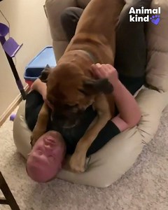 50M views · 14 reactions | "Catch me!" This big dog thought he was a little dog... until the chair tipped over.  | The Jackson Sun | Facebook