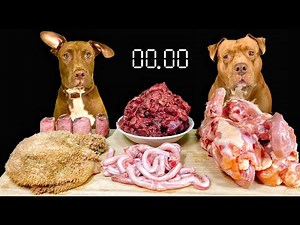 生肉や骨をボリボリ食べるピットブルの咀嚼音で耳が幸せすぎる【犬のASMR】