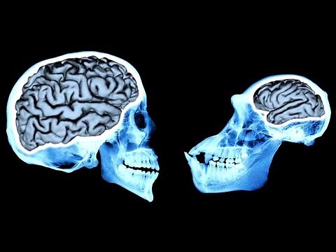 Human VS Chimp. Brains Explained
