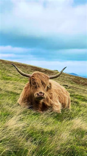 Exploring the Beauty of Highland Cows in Scotland