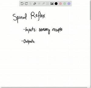SOLVED:Which of these are the first and last elements in a spinal reflex? a. axon and dendrite b. sensory receptor and muscle effector c. ventral horn and dorsal horn d. brain and skeletal muscle e. motor neuron and sensory neuron