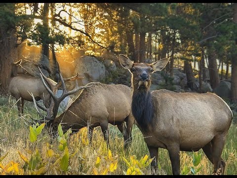 Wapiti Live Q&A - 21-14 - Early Season Elk Hunting