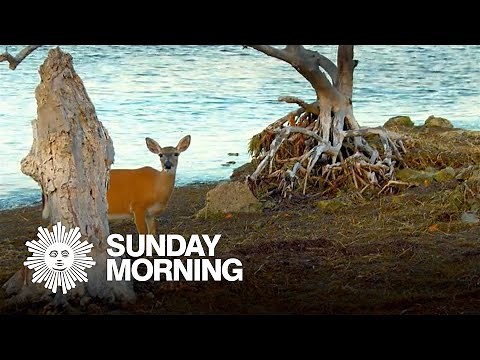 Nature: Key deer in Florida