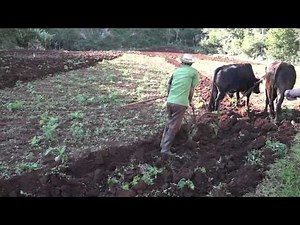 Traditional Farmers in Cuba
