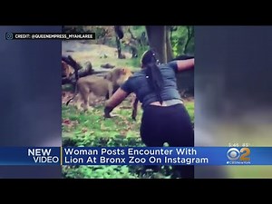 New Video Of Woman In Bronx Zoo Lion Pit