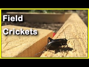 What is about FIELD CRICKETS? | Micro-documentary