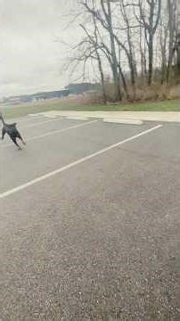 Parking lot post trail walk & light training. Boaz #rottweiler #rottie #dog #pets #dogs #life