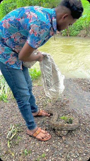 𝐌𝐈_𝐓𝐔𝐌𝐂𝐇𝐀_𝐌𝐈𝐓𝐑𝐀 on Instagram: "PYTHON _NON Venomous RESCUE AND RELEASE @pavan_sarpmitra #python"