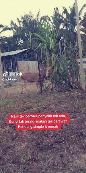 #geranagropreneurnextgen #AHFARMRUSA #DVS #sejatimadani #penternakruminan