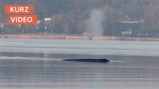 Wal gesichtet in der Ostsee | Video