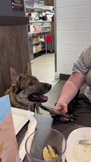 The difference between ESAs and Service Dogs and the rights they have ⛧ #cardiacalertdog #servicedog #workingdog #wlgsd #germanshepherd #dogtraining #ambulatorywheelchairuser #mcas #eds #pots | Demon.Dog.Duo