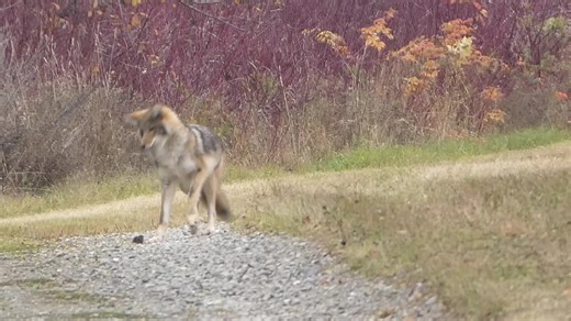 Coyote Qui Joue Avec Un Mulot Parc-National-Forillon | Guy English