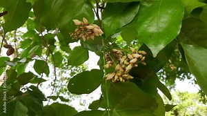 Millettia pinnata flowers. It is a species of tree in the pea family Fabaceae. Its other names Pongamia pinnata, Indian beech and Pongame oiltree. Oil is extracted from its seeds. It is used in many