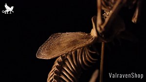 Mermaid Skeleton, Curiosity Cabinet - Etsy